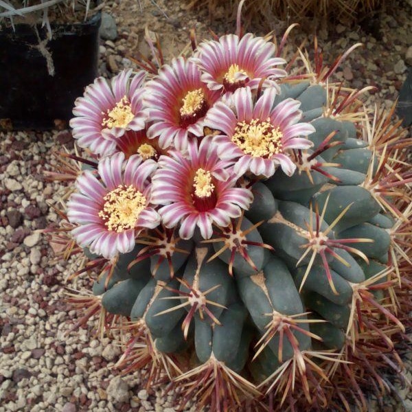 La coltivazione sostenibile di&nbsp;Ancistrocactus