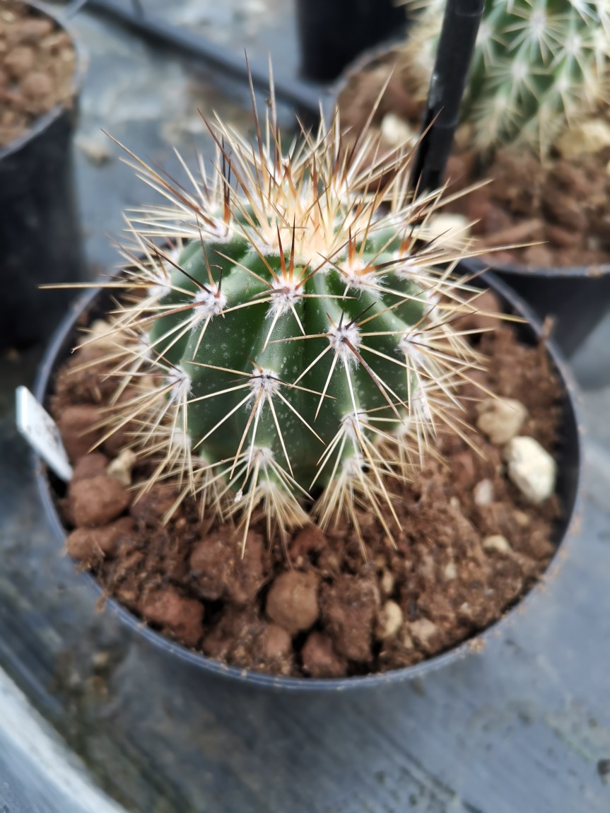 Agricoltura sostenibile: produzione di Carnegia gigantea (Saguaro) con microrganismi e&nbsp;biostimolanti