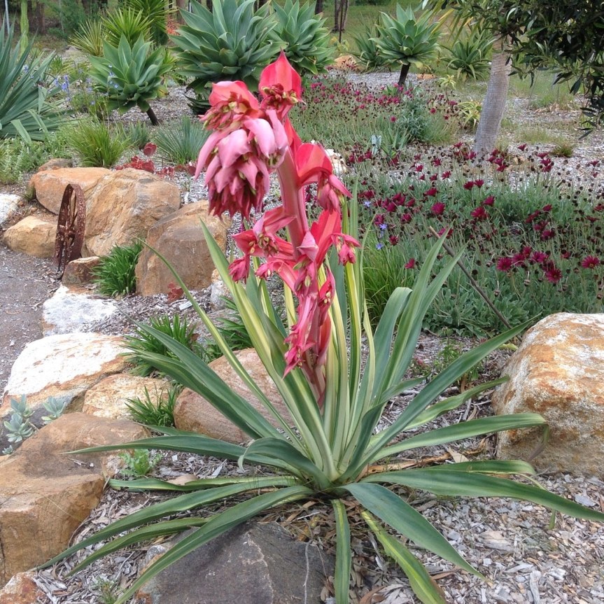 Succulente da giardino senza acqua – Beschorneria&nbsp;yuccoides