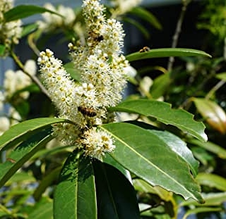 Piante per giardino mediterraneo – Alloro (Laurus&nbsp;nobilis)