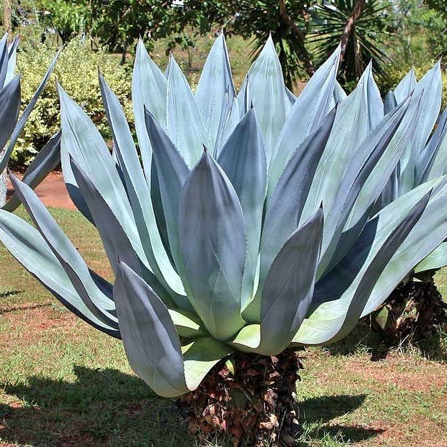 Piante per giardino mediterraneo resistenti a siccità e freddo – Agave&nbsp;americana