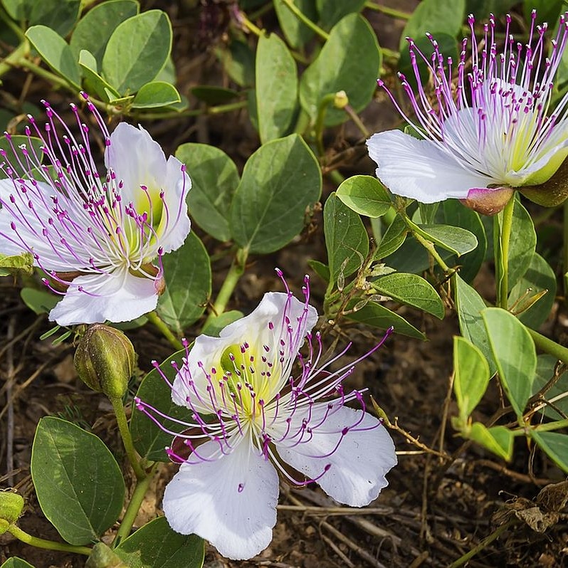 Il Capparis spinosa (cappero) come pianta ornamentale del giardino&nbsp;mediterraneo