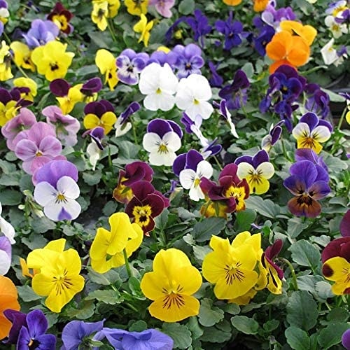Zeolitite caricata con vermicompost liquido nella coltivazione di viola e&nbsp;ciclamino