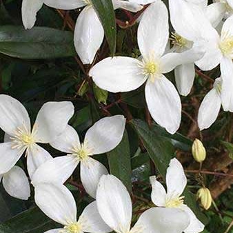 Piante per giardino mediterraneo resistenti a siccità e freddo – Clematis&nbsp;armandii