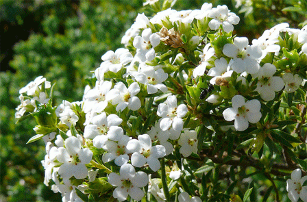 Piante per giardino mediterraneo in assenza di acqua – Coleonema&nbsp;album
