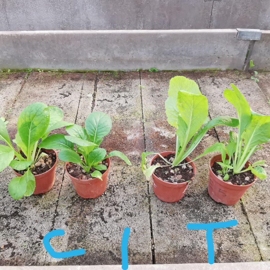 Micorrize nella coltivazione di Pak Choi, Spinacio e Carota in substrato con stress&nbsp;salino.
