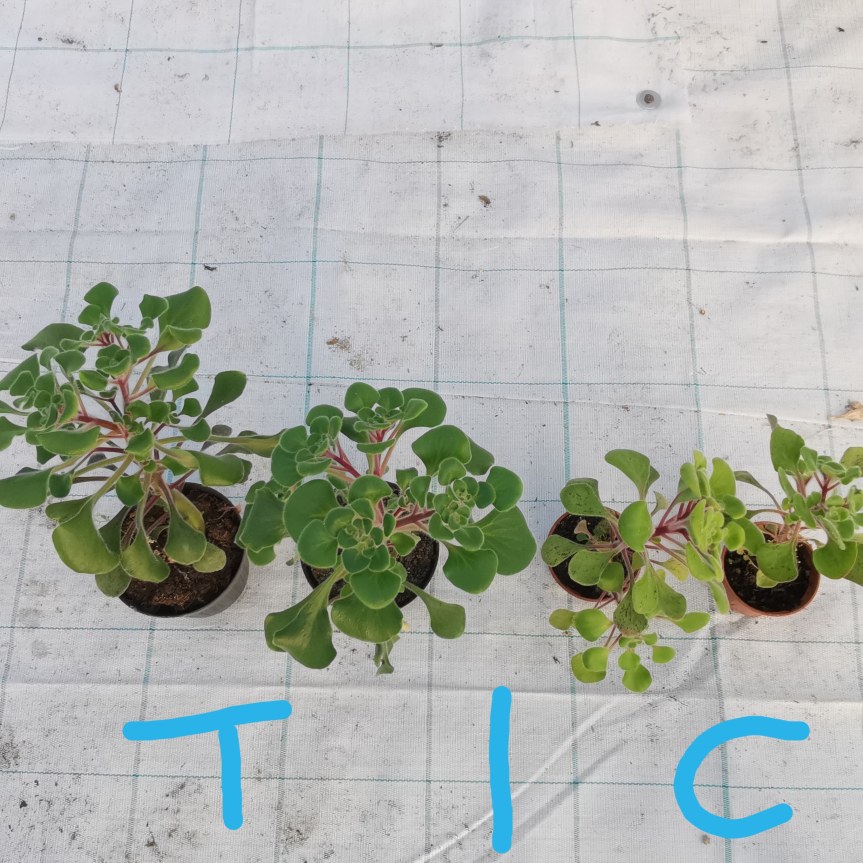 Effetto biostimolante di micorrize e Rizobatteri sullo sviluppo di&nbsp;Aichryson