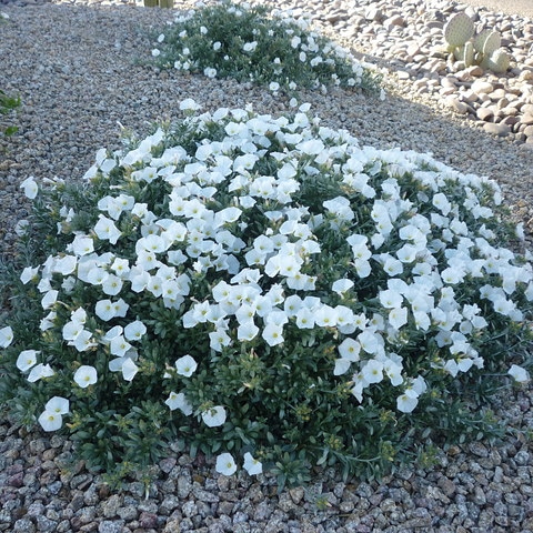 Piante per il giardino mediterraneo resistenti a freddo e siccità – Convolvulus&nbsp;cneorum