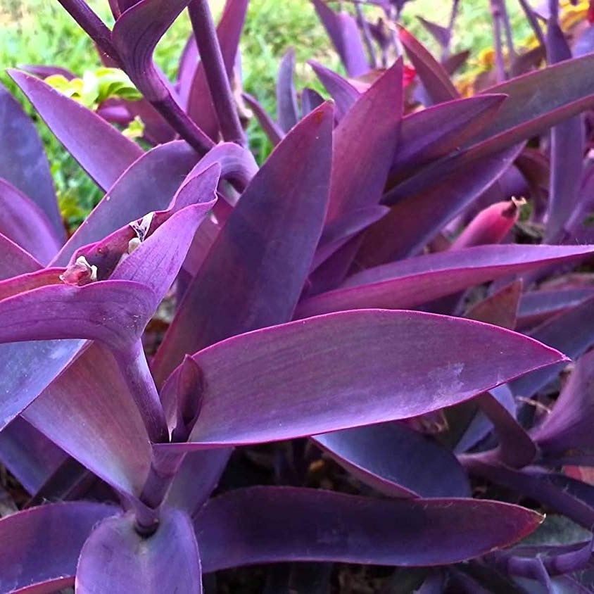 Succulente ad uso ornamentale –&nbsp;Tradescantia