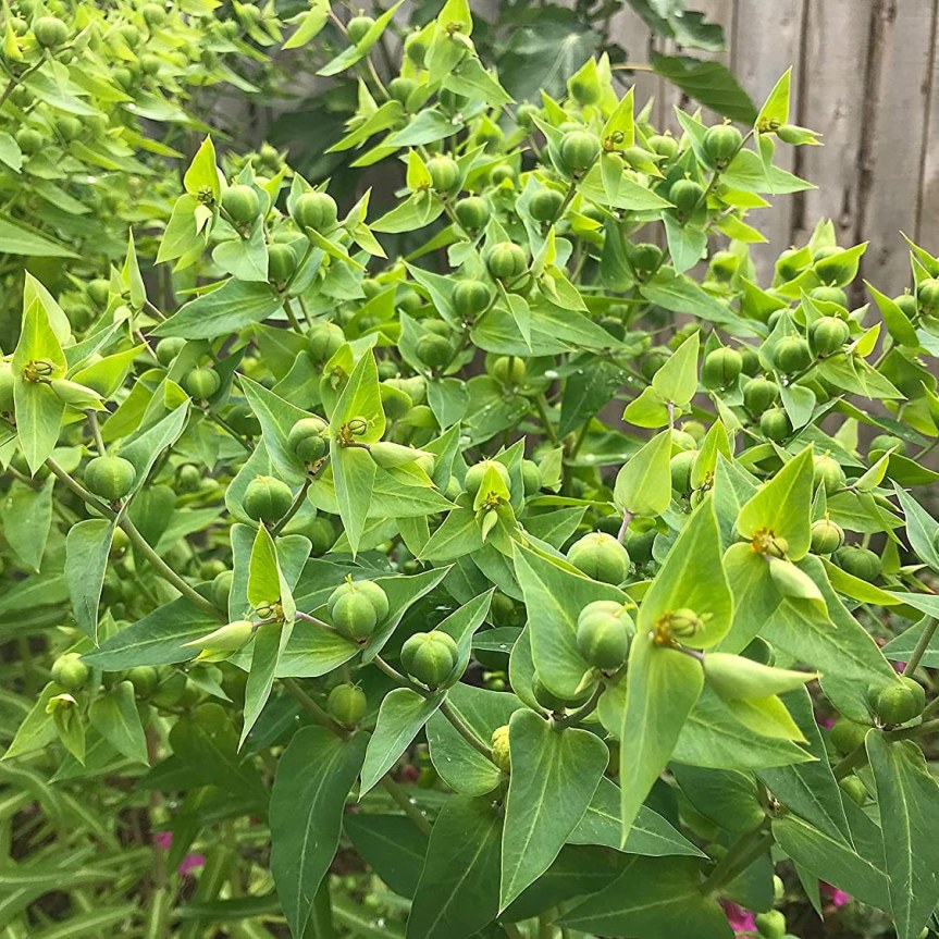 Come allontanare le talpe e i grillotalpa in modo&nbsp;naturale???