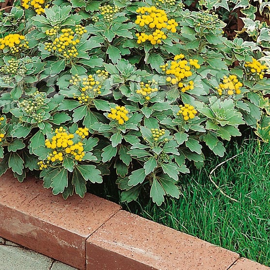 Piante resistenti alla siccità e al freddo – Ajania&nbsp;pacifica