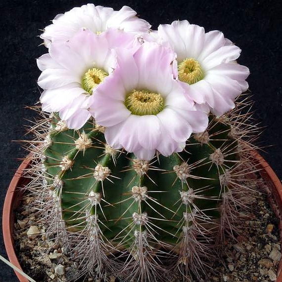 Cactus ornamentali –&nbsp;Acanthocalycium