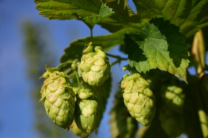 La coltivazione micronaturale del luppolo (Humulus&nbsp;lupulus)