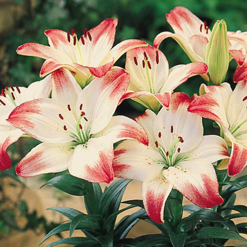 La coltivazione dei Gigli&nbsp;(Lilium)