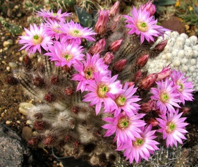 La coltivazione di&nbsp;Wilcoxia