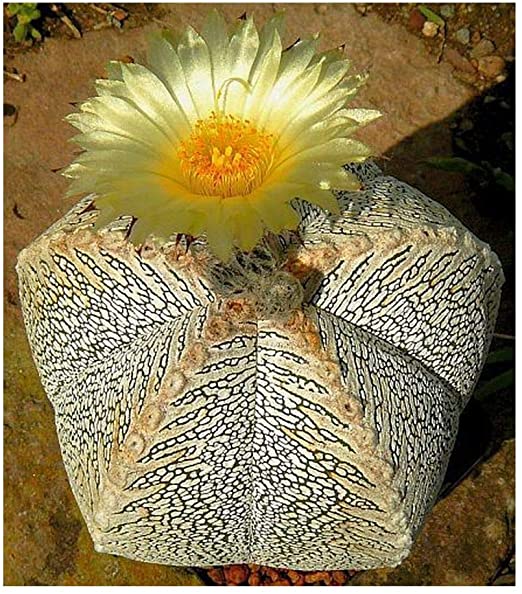 La coltivazione di Astrophytum&nbsp;myriostigma