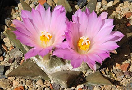 La coltivazione di&nbsp;Ariocarpus