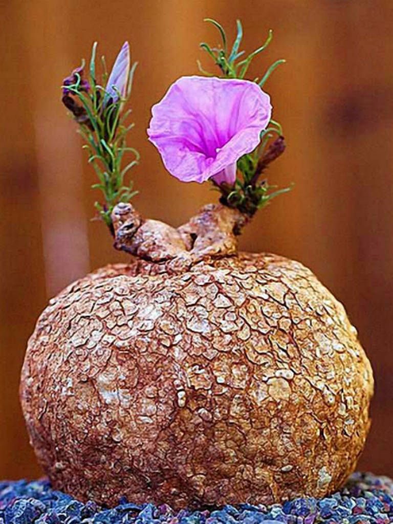 La famiglia delle&nbsp;Convolvulaceae