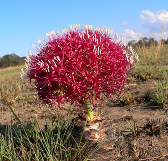 La famiglia delle&nbsp;Amarillidaceae