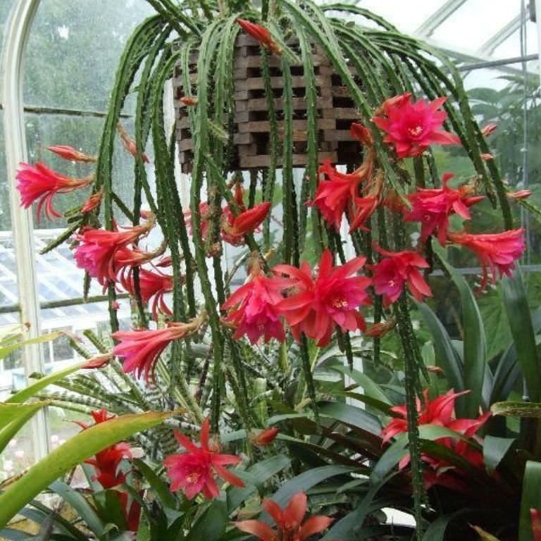 La coltivazione micronaturale di&nbsp;Aporophyllum