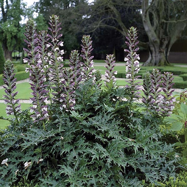 Piante per il giardino mediterraneo – Acanthus&nbsp;mollis