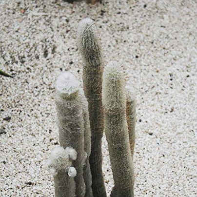 La coltivazione di austrocephalocereus dybowskii