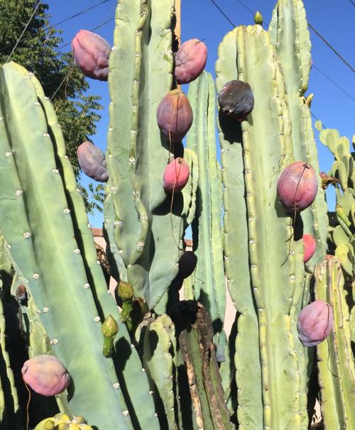 La coltivazione di Cereus Peruvianus (Cactus dai frutti&nbsp;edibili)