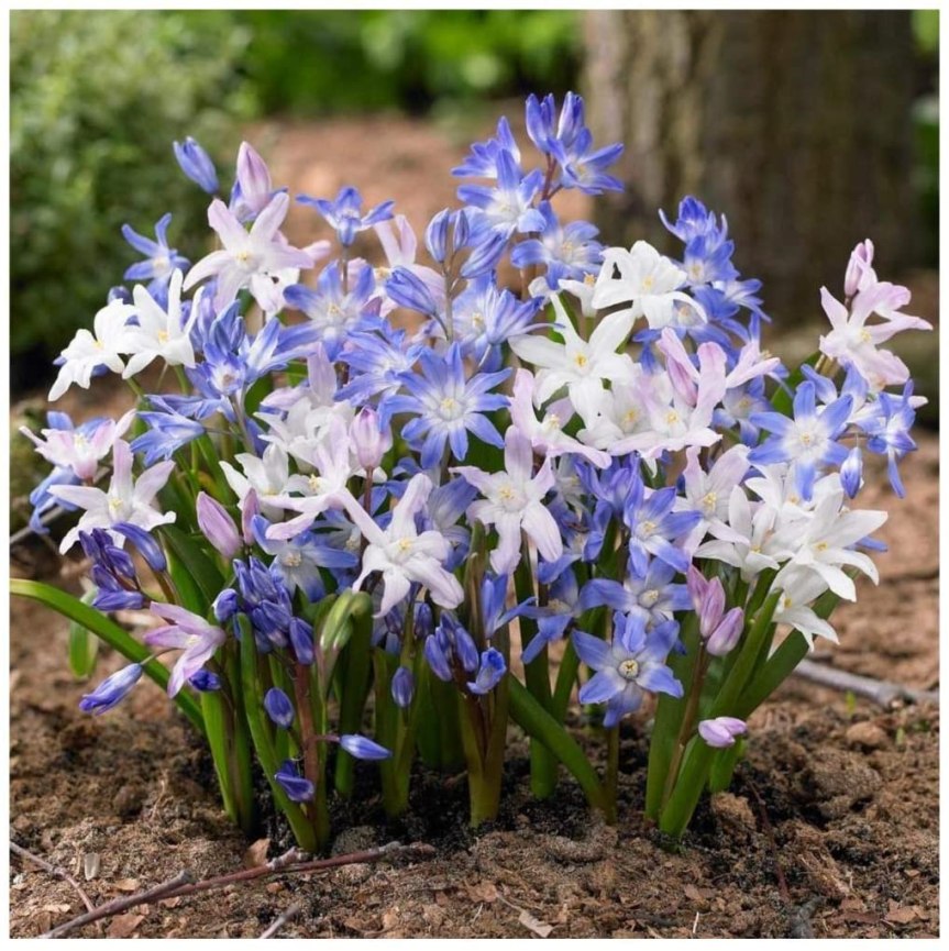 Bulbose a fioritura primaverile:&nbsp;chionodoxa