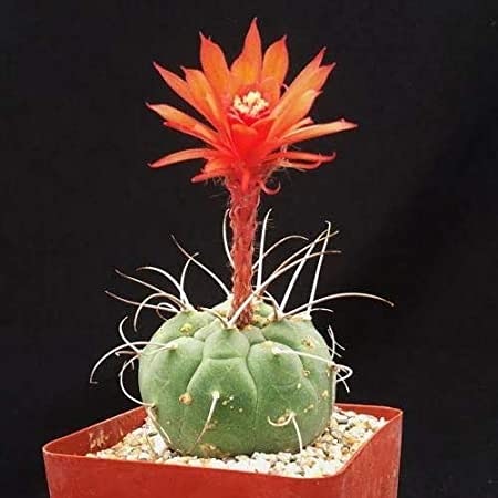 La coltivazione di Borzicactus&nbsp;madisoniorum