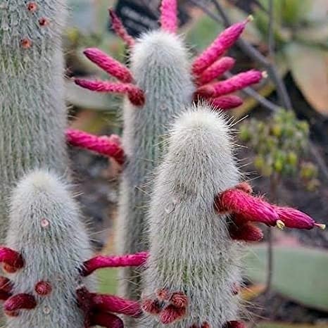 La coltivazione di Cleistocactus&nbsp;strausii