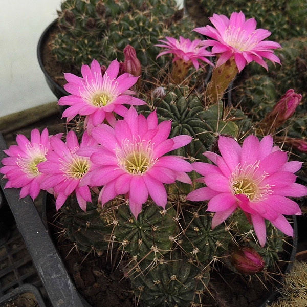 La coltivazione di Lobivia&nbsp;boliviensis