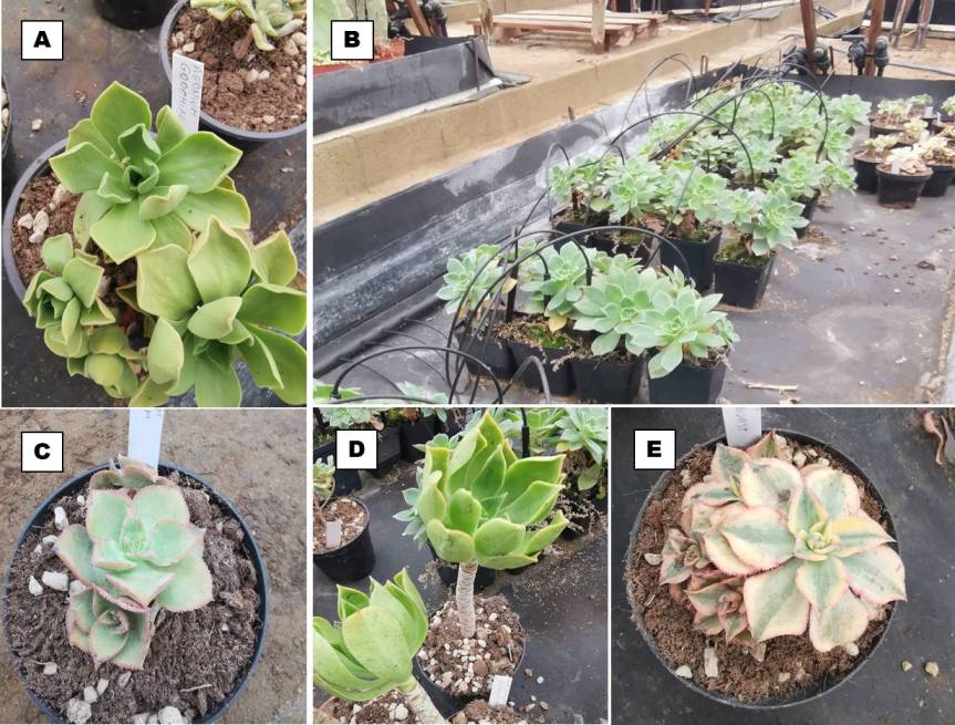 Antifungal and plant growth promoting activity with Bacillus amyloliquefaciens in Aeonium&nbsp;subs.
