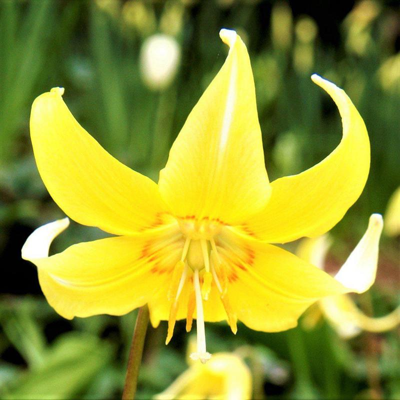Bulbose primaverili: Erythronium