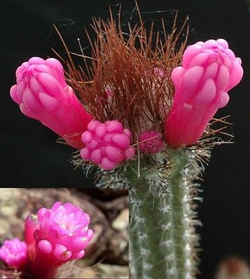 Cactus da frutto: Echinocereus&nbsp;enneacanthus