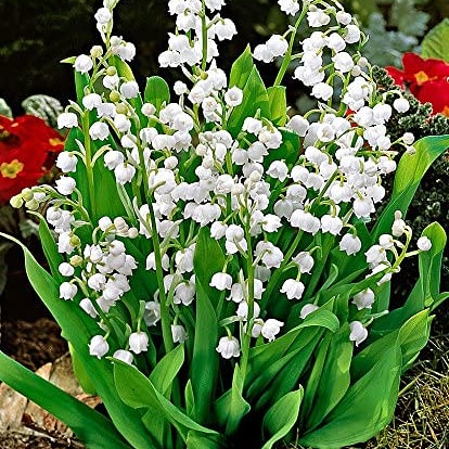 Bulbose primaverili: Convallaria