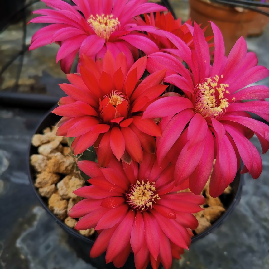 Gymnocalicium in fiore
