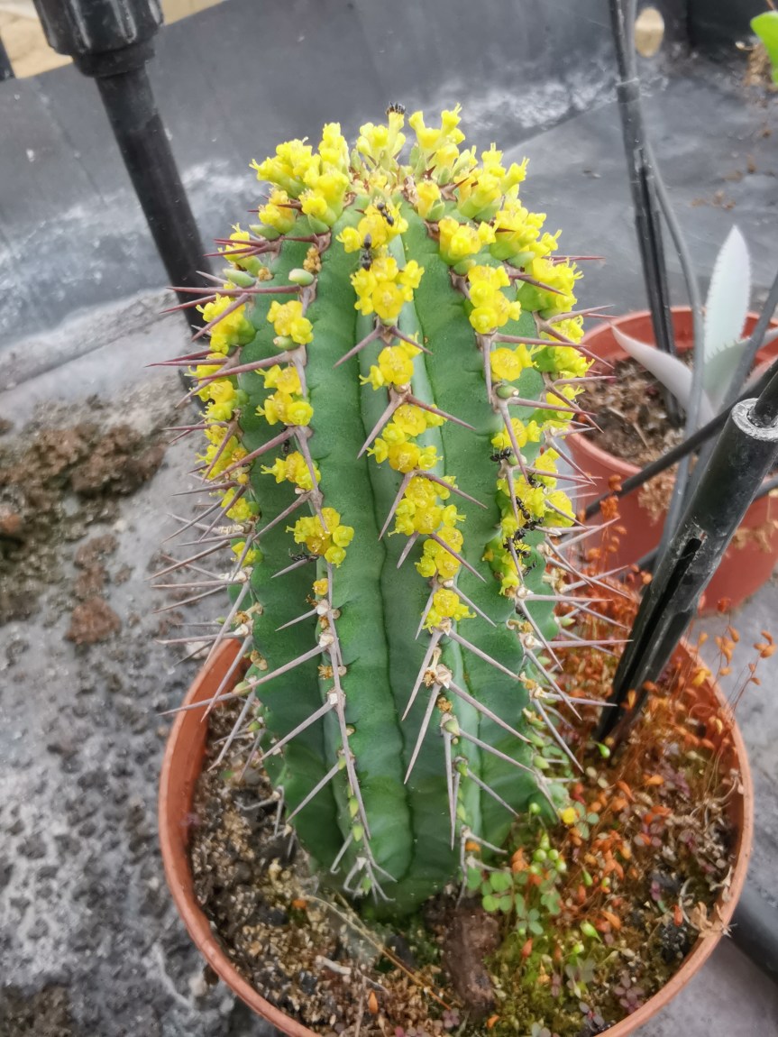 Euphorbia echinus e le&nbsp;formiche