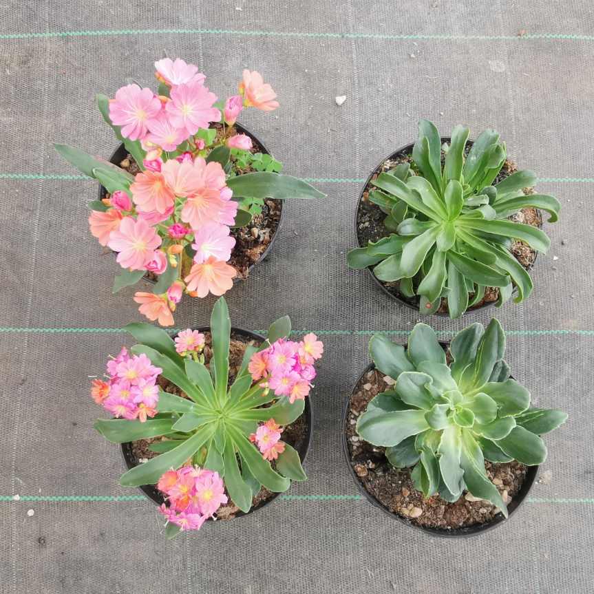 Stimolazione con rizobatteri in Lewisia&nbsp;cotyledon