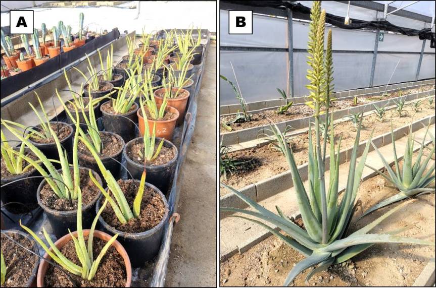 Article: Microbic and Algae biofertilizers in Aloe barbadensis&nbsp;Miller