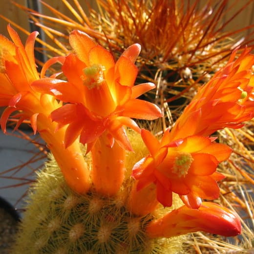 Borzicactus Humboldtii