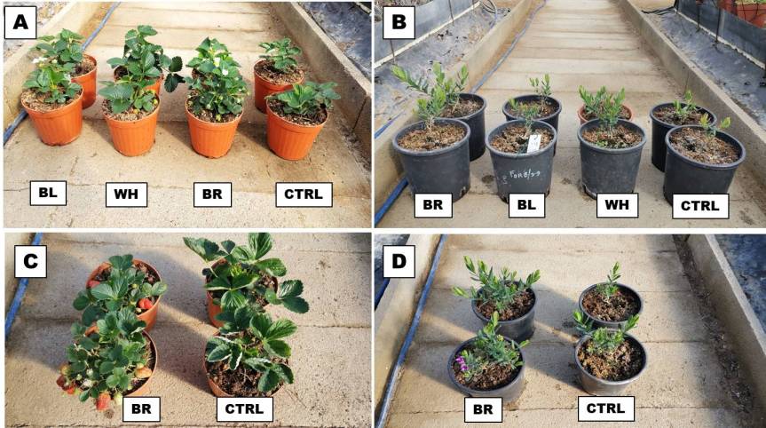 Article: Zeolites Encapsulated with Organic Matrices in Vegetable and Ornamental Plants&nbsp;Fertilization