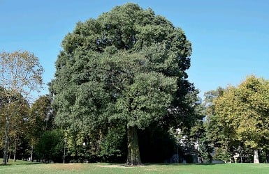 CONOSCI L’ALBERO??? OGGI PARLIAMO&nbsp;DEL…