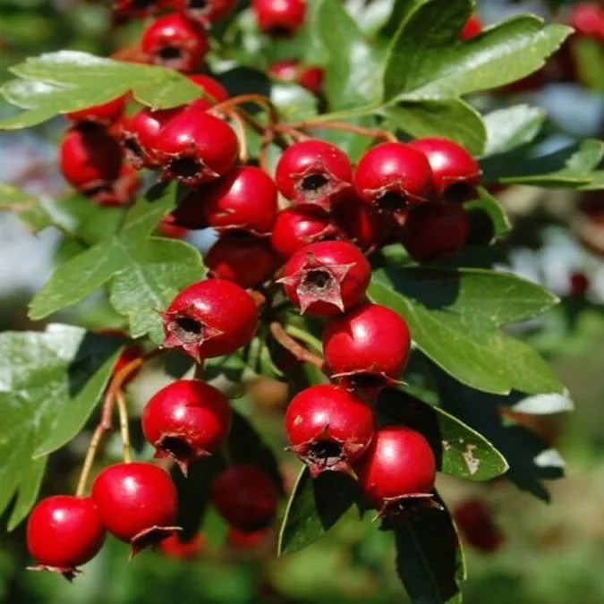 CONOSCI L’ALBERO??? OGGI PARLIAMO&nbsp;DEL….