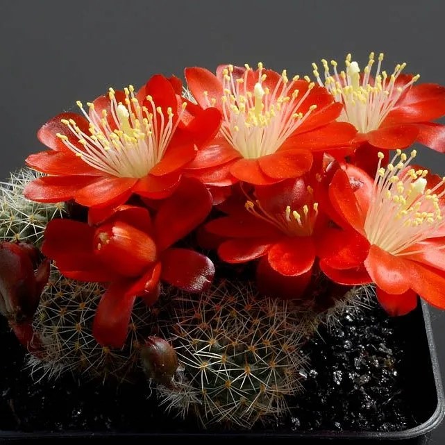 LE CARATTERISTICHE FISICHE DEI&nbsp;CACTUS