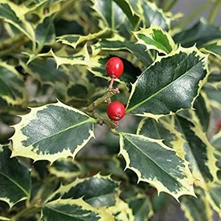 CONOSCI L’ALBERO??? OGGI PARLIAMO DI AGRIFOGLIO (Ilex&nbsp;aquifolium)