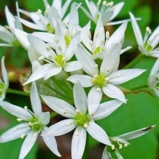 ERBE E FRUTTI SELVATICI&nbsp;COMMESTIBILI