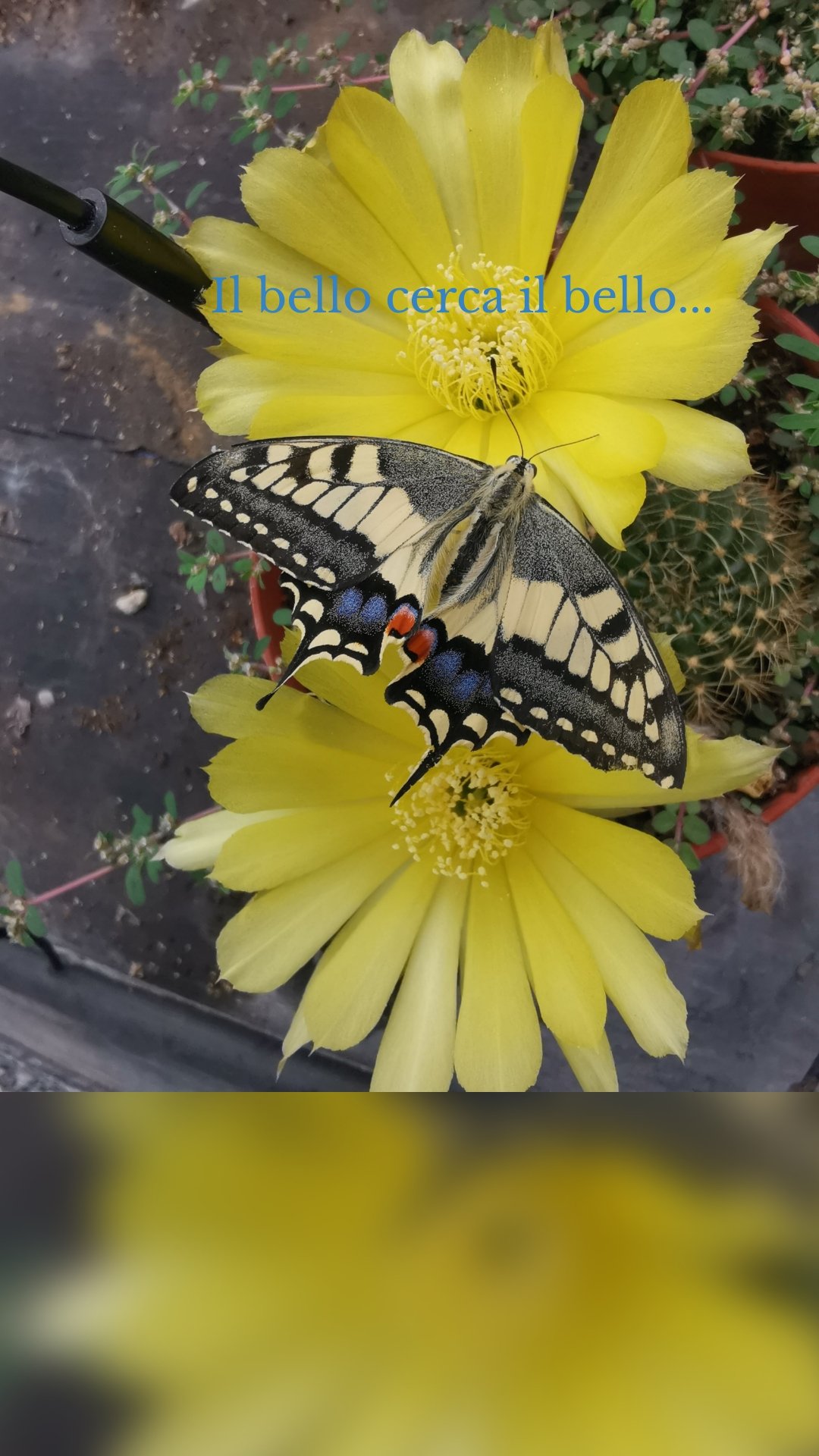 Il bello cerca il bello... 