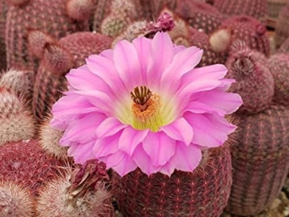 CONOSCI I CACTUS?? OGGI PARLIAMO DI ECHINOCEREUS&nbsp;PECTINATUS