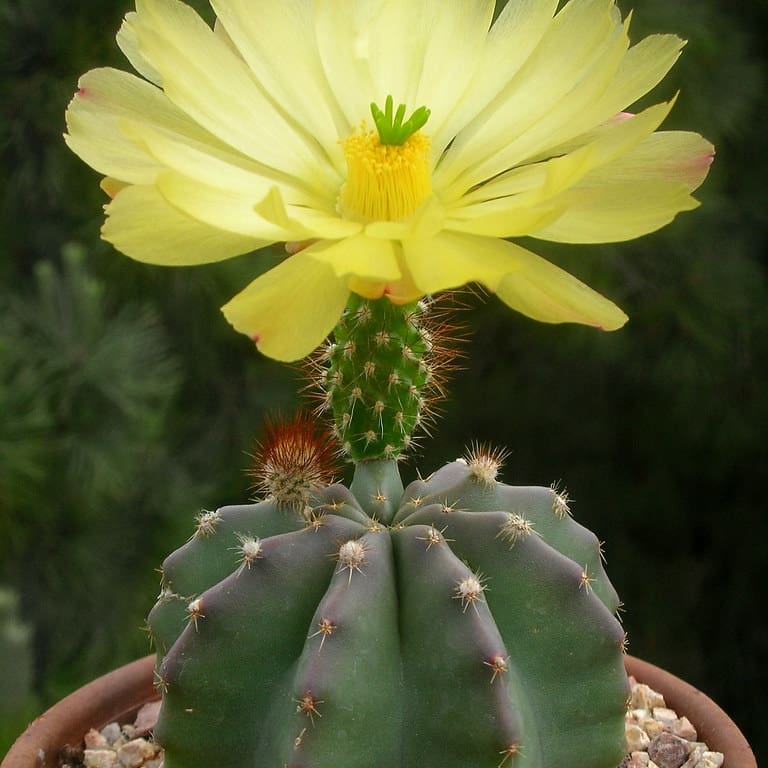 CONOSCI I CACTUS?? OGGI PARLIAMO DI ECHINOCEREUS&nbsp;SUBINERMIS