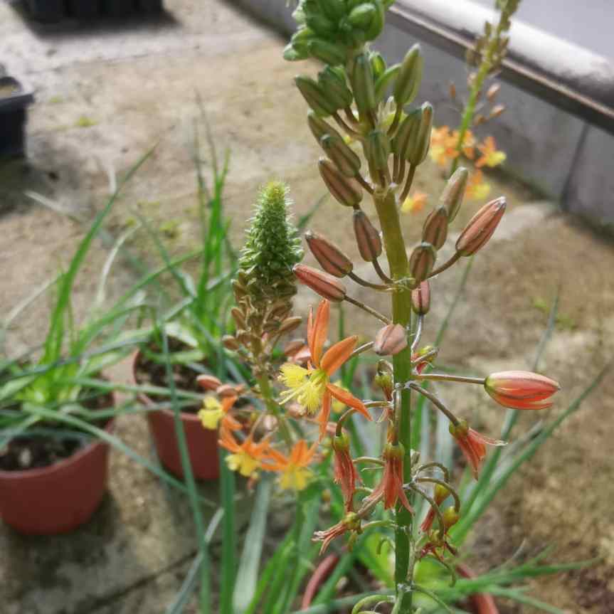 Valutazione di Effective Microorganisms nella coltivazione di bulbine frutescens&nbsp;(succulenta)